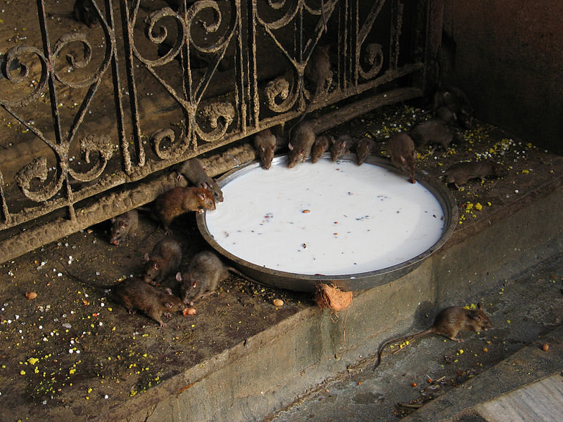 Rats of Karni Mata Temple