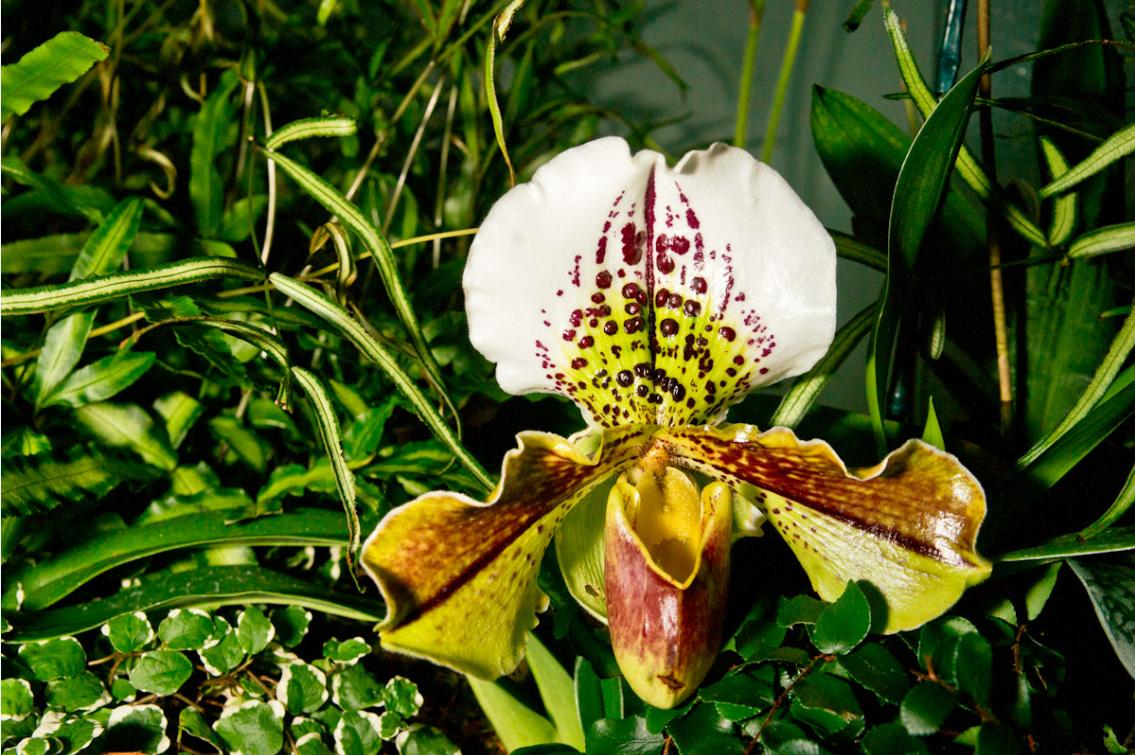 Obscura Society: Conservatory of Flowers