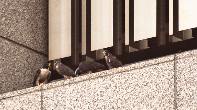 San Francisco Peregrines