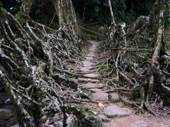 Root Bridges - Atlas Obscura